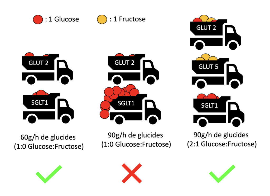  Les transporteurs du glucose et fructose GLUT2 GLUT4 GLUT5 SLGT1